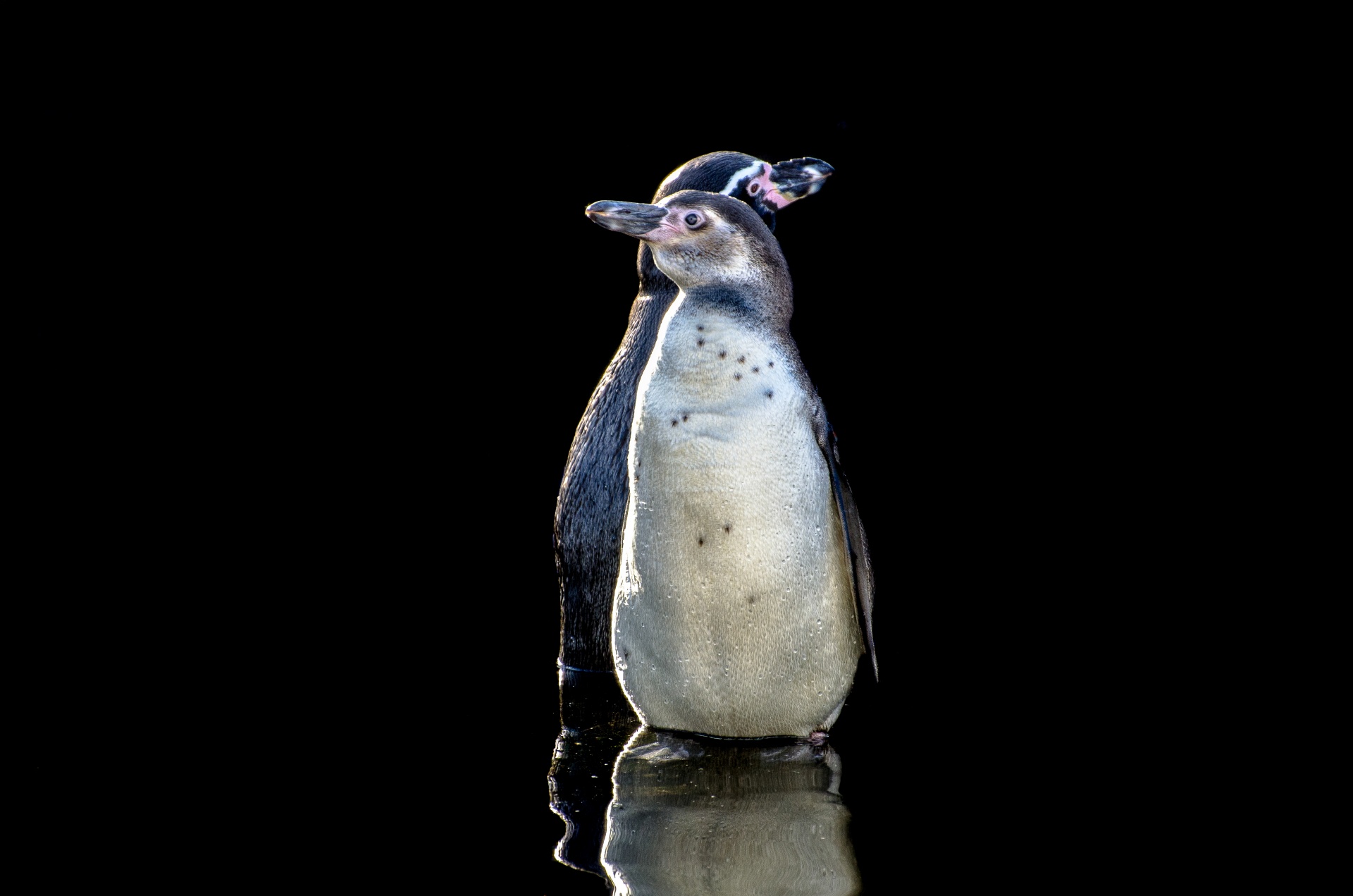 penguin penguins animals free photo