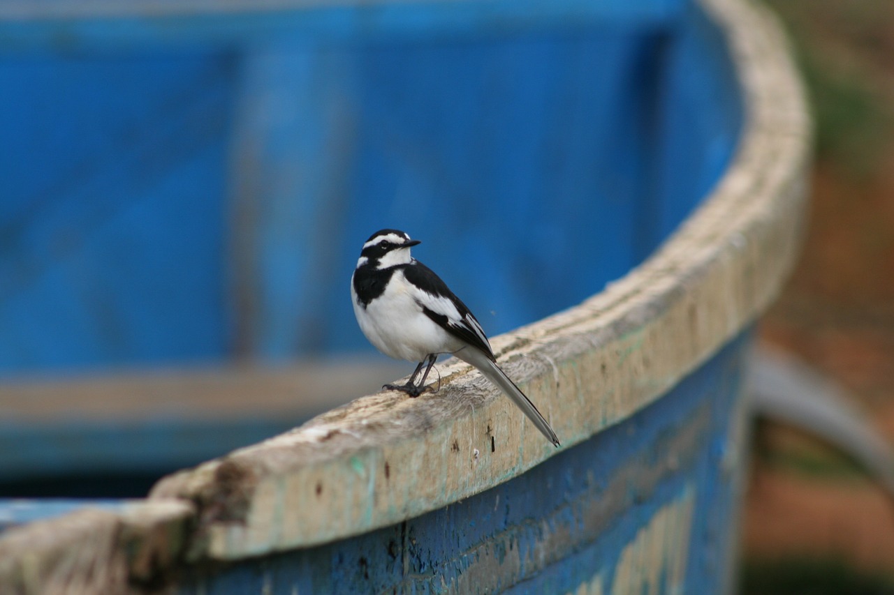 african pied wagtail bird small bird free photo