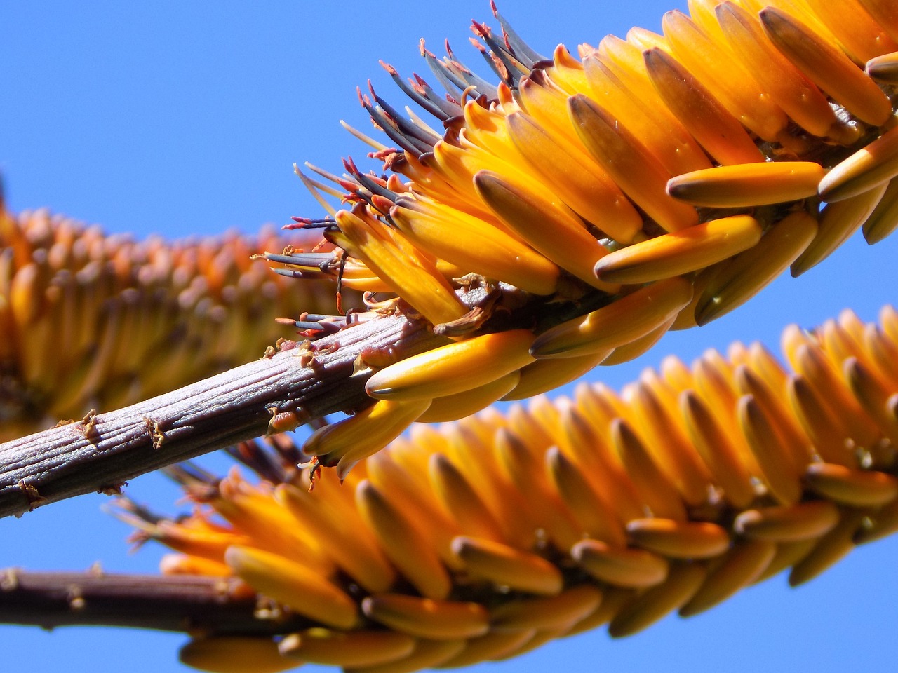 african plant plant vegetation free photo