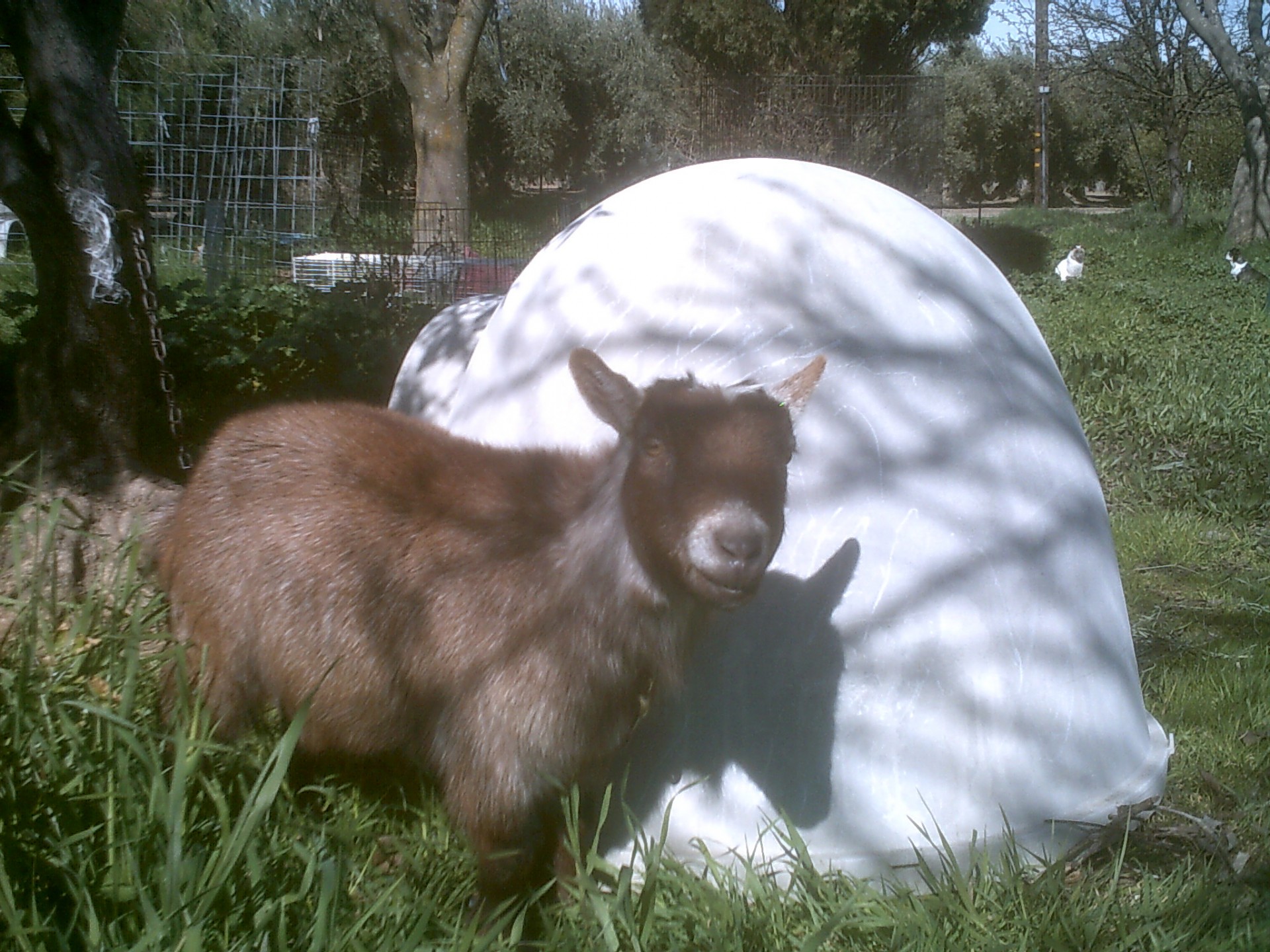 goat miniature pygmy free photo