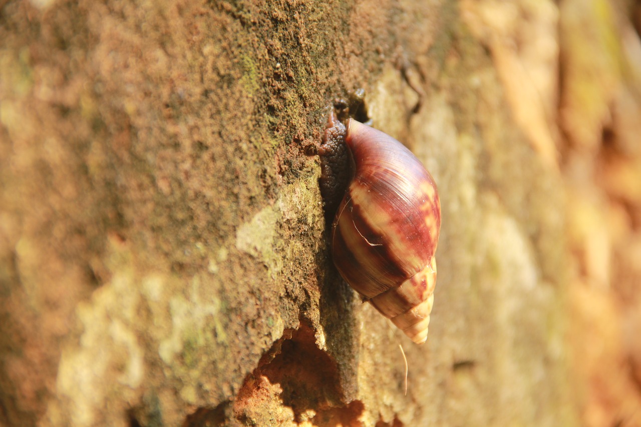 african snail animal islets free photo