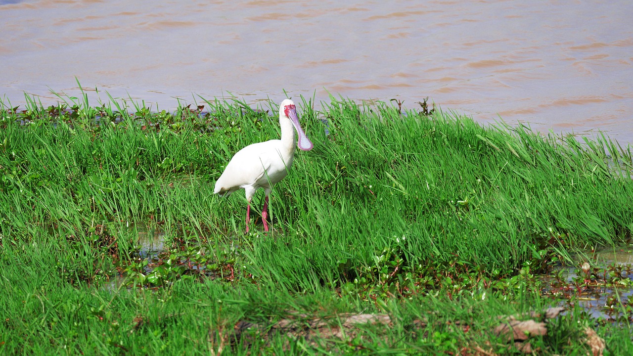 african spoonbill eastern shallow free photo