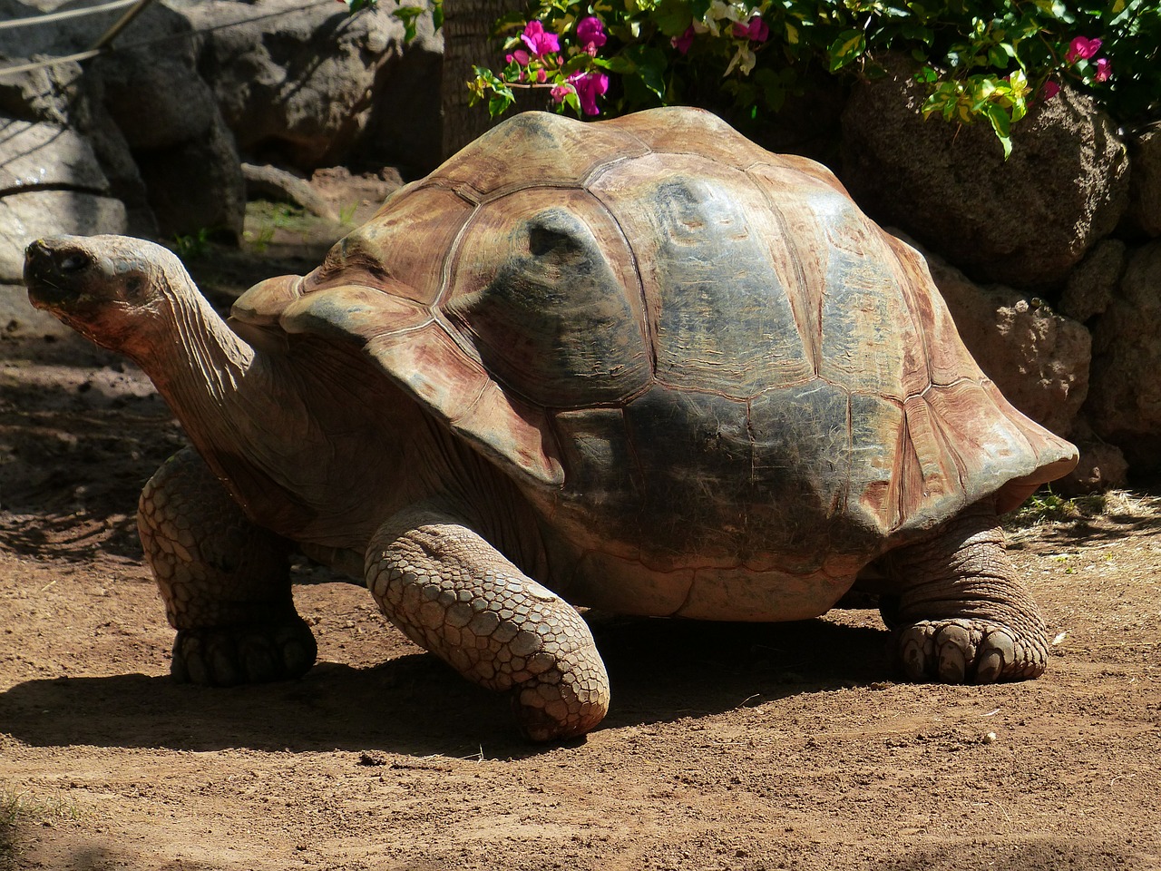 african spurred tortoise turtle large free photo