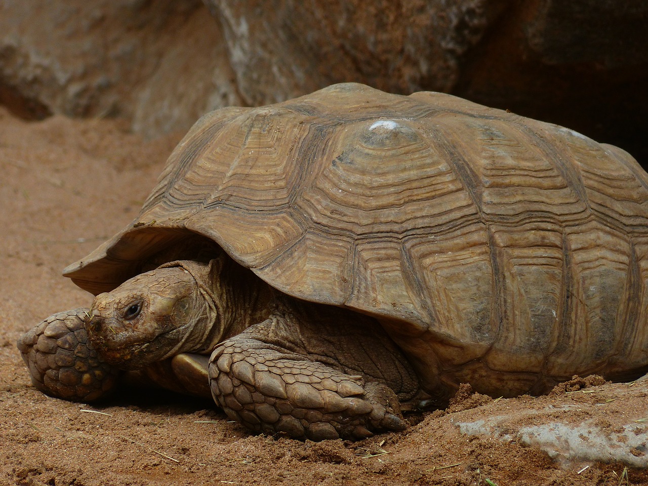 african spurred tortoise turtle large free photo