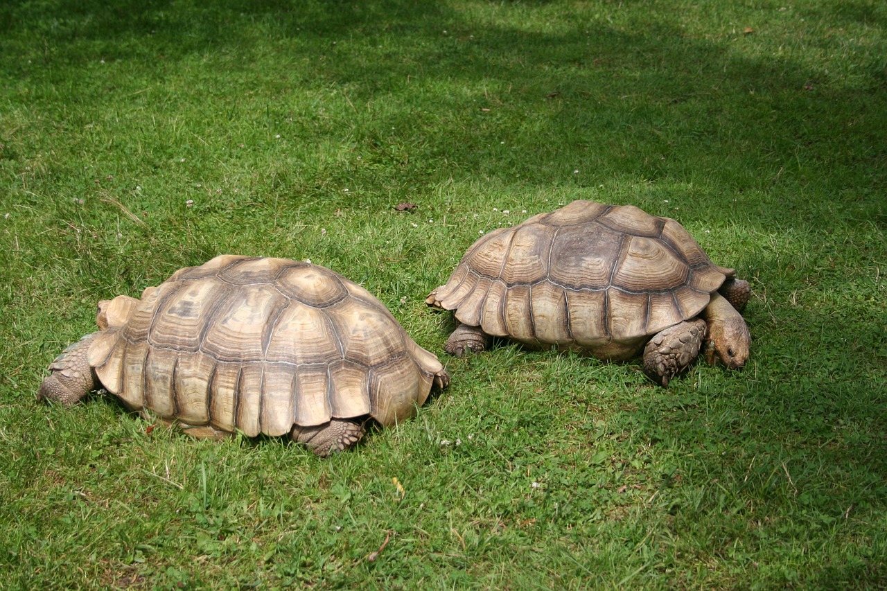 african spurred tortoise turtle giant tortoise free photo