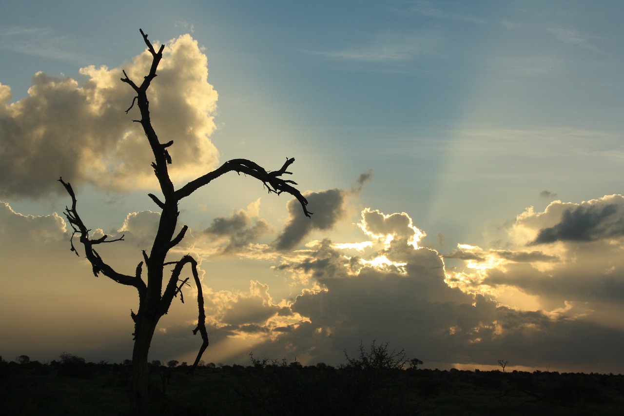 african sunset silver lining dead tree free photo