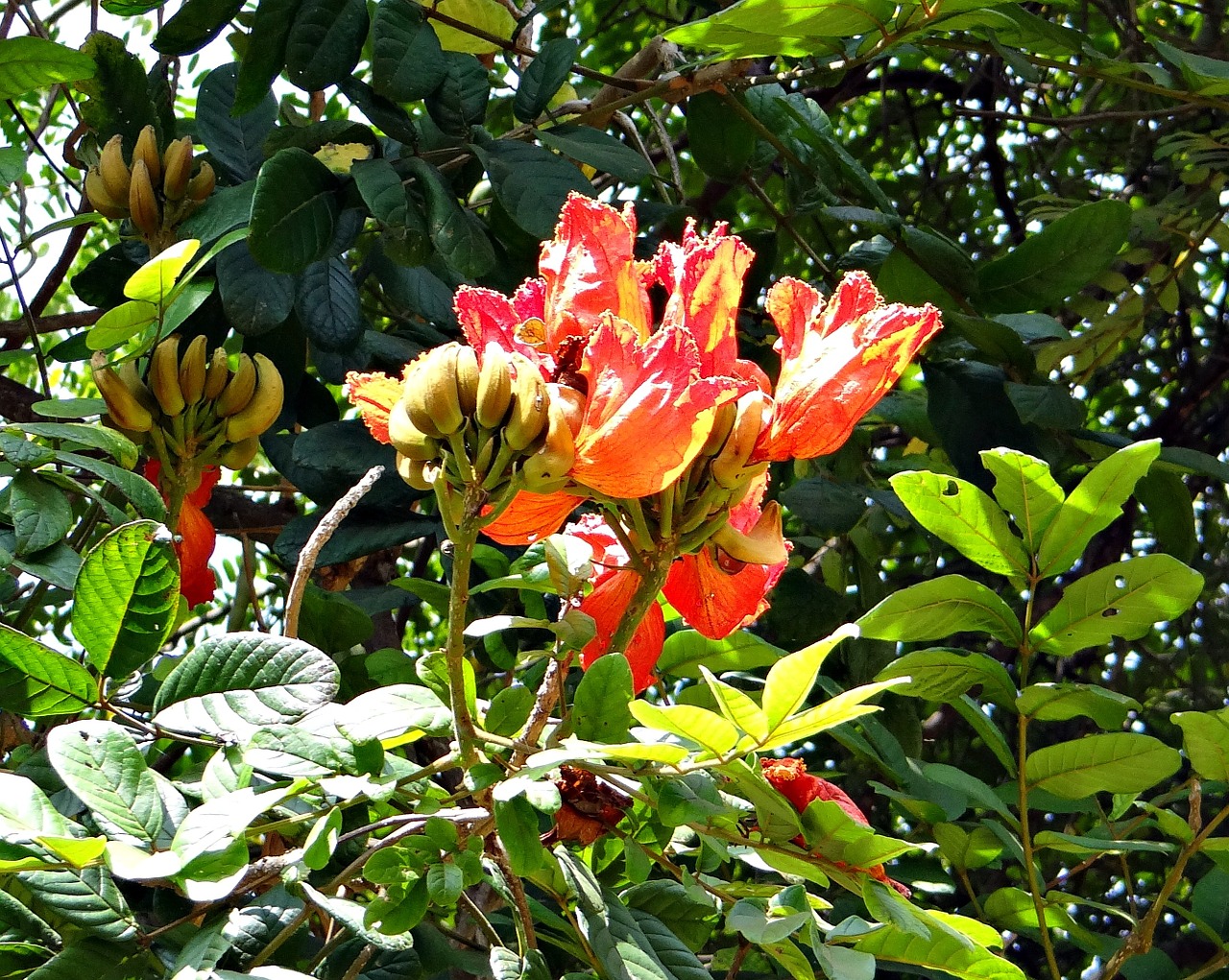 african tulip fountain tree rudrapalash free photo