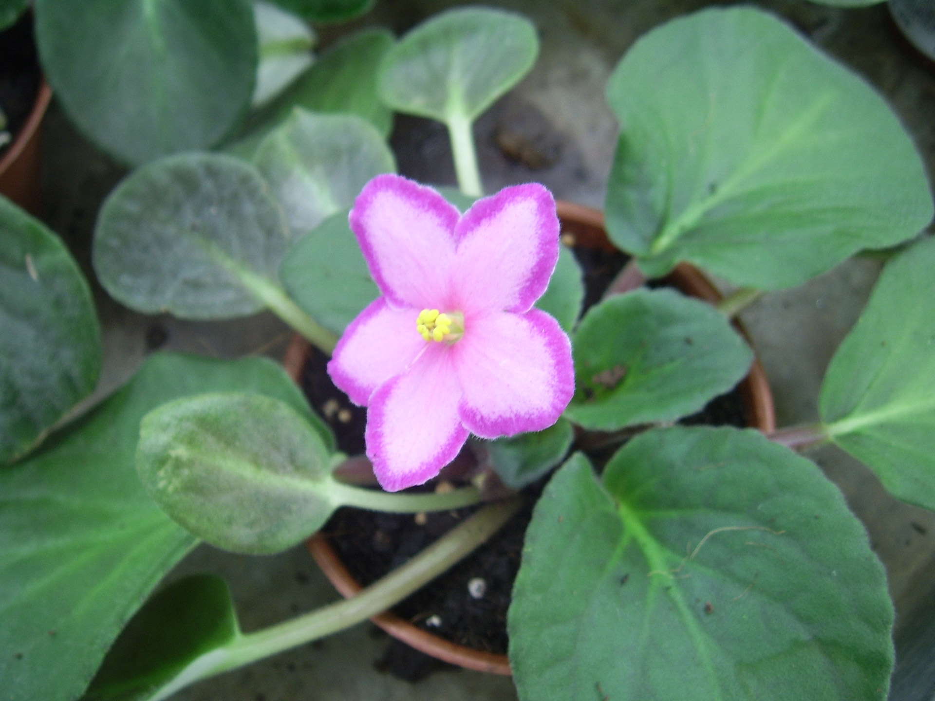 african violet flower free photo