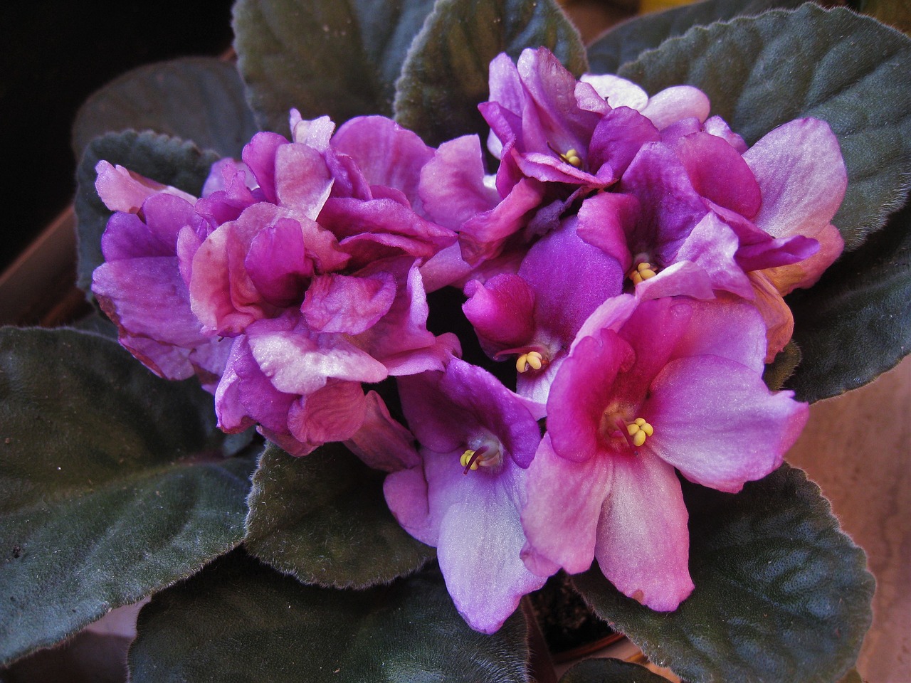 african violets saintpaulia purple free photo