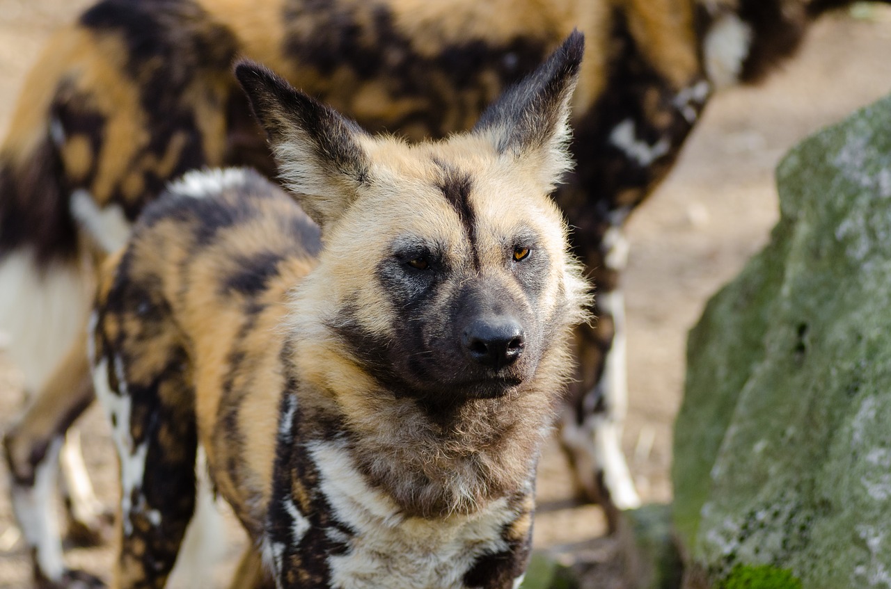 african wild dog animal close-up free photo