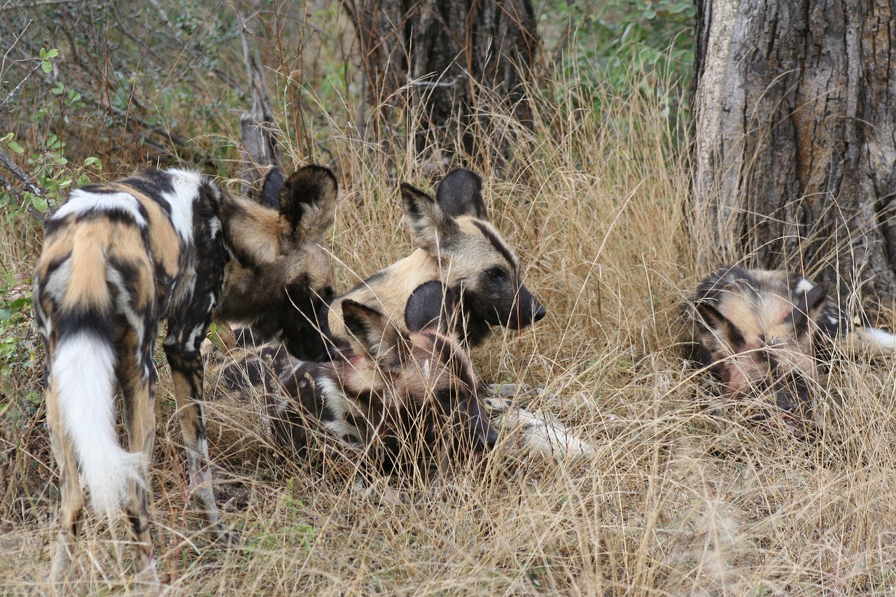 african wild dog  africa  nature free photo