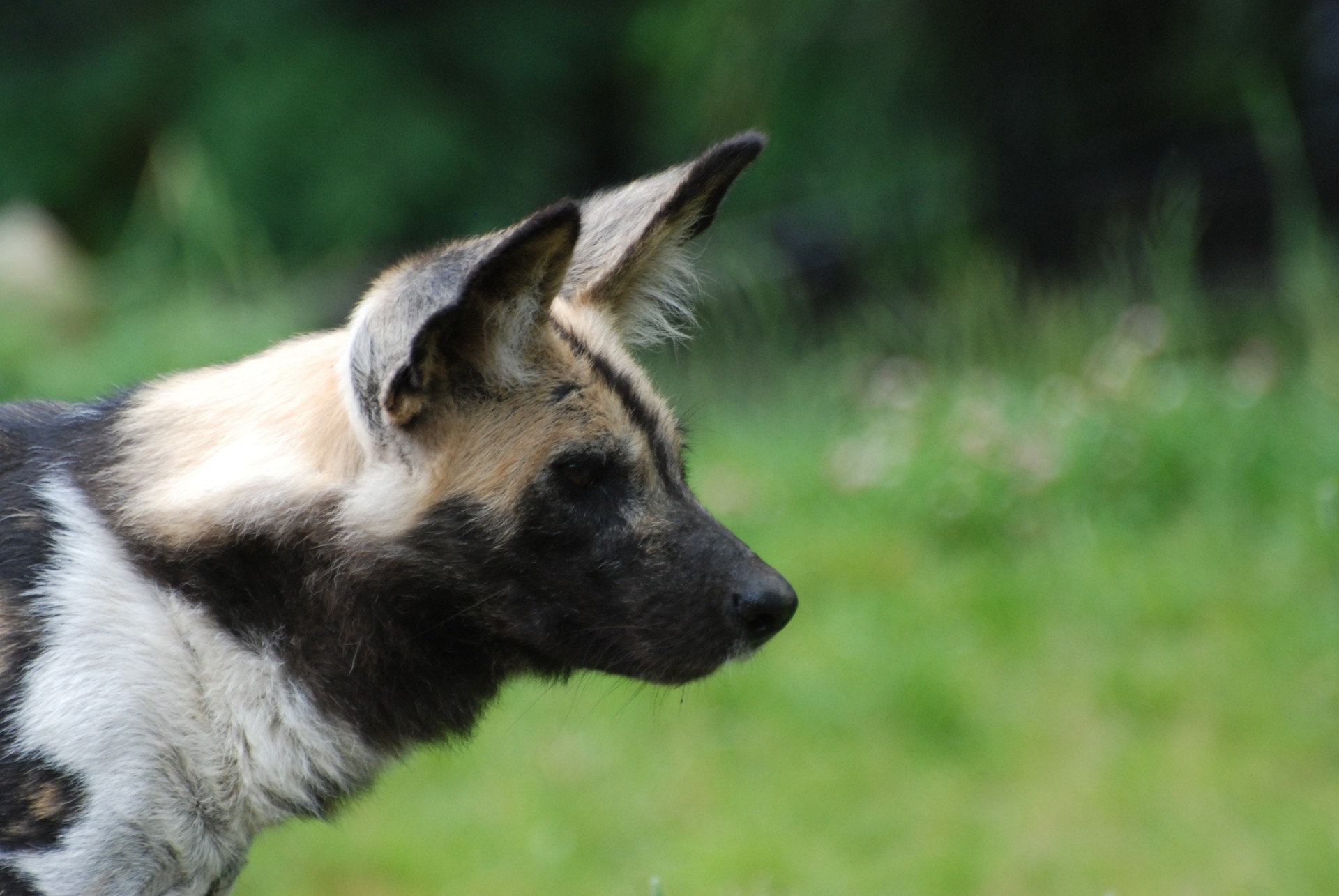 wild african wild dog african wildlife free photo