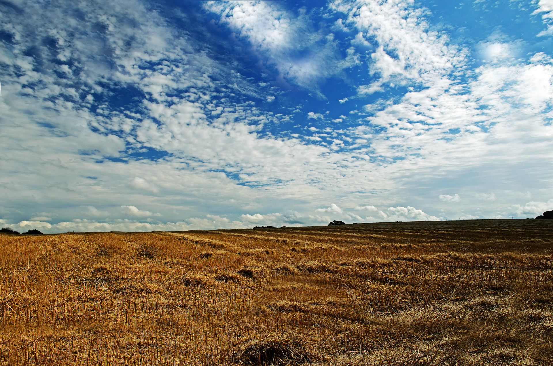 harvest season flour free photo