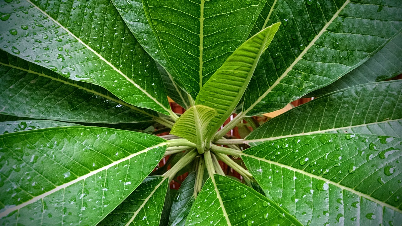 after rain leaf rain drop free photo