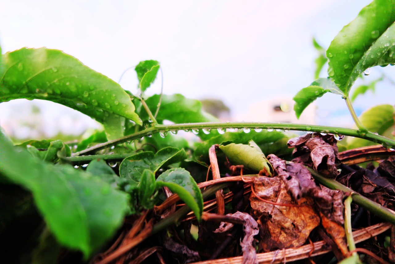 after rain water droplets landscape free photo