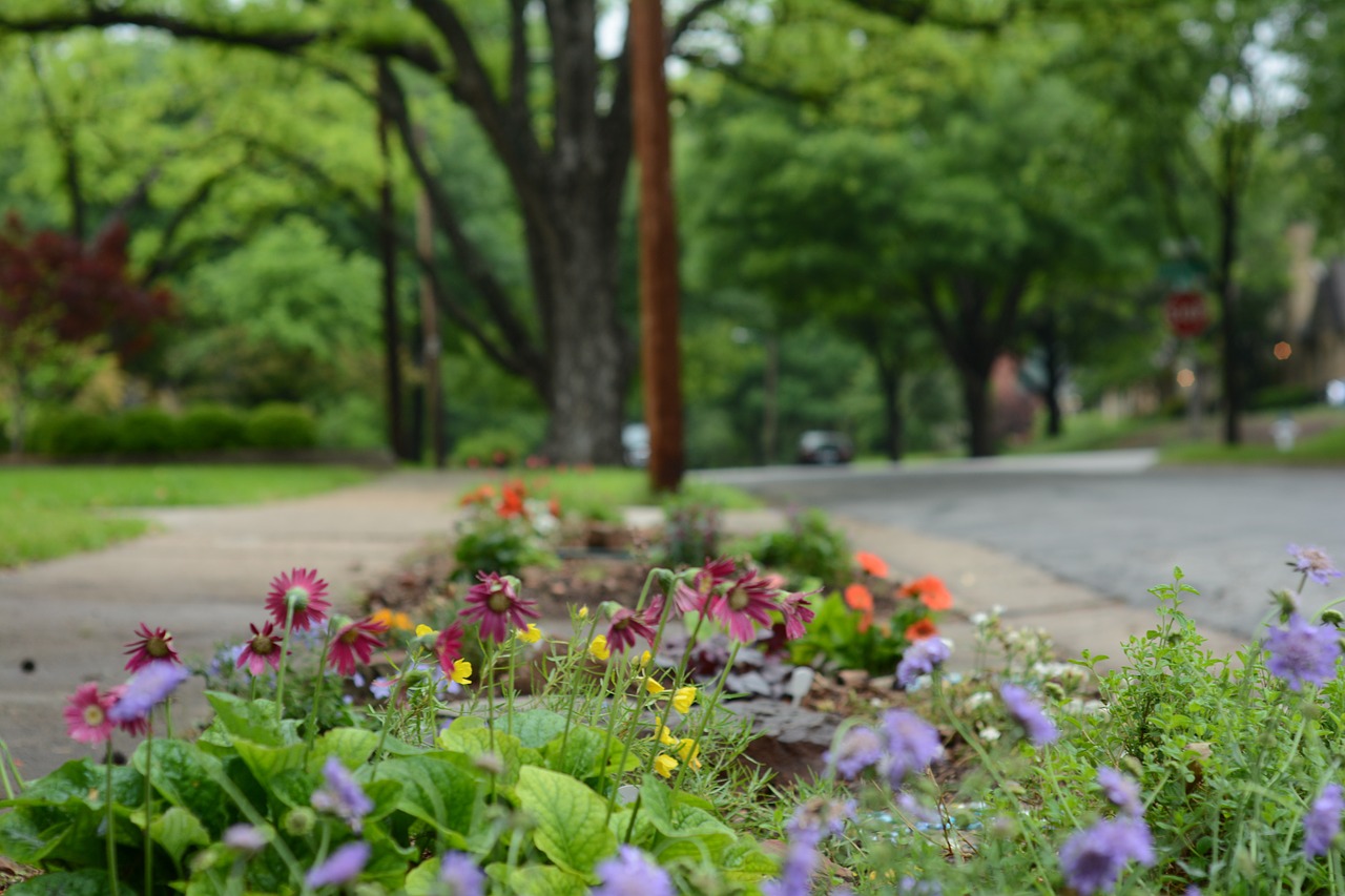 after rain flowers street free photo