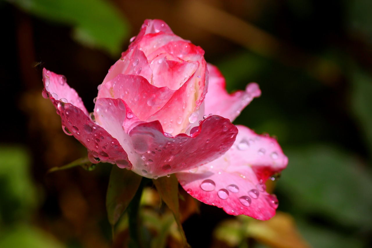 after the rain red rose flower free photo