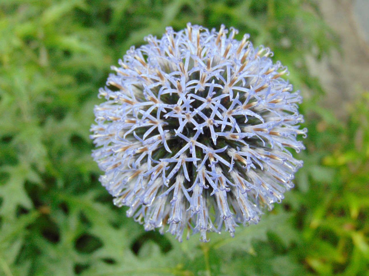 after the rain  wet flower  nature free photo