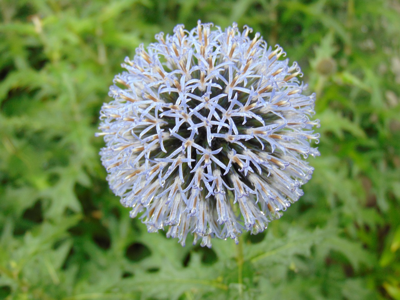 after the rain  wet flower  nature free photo