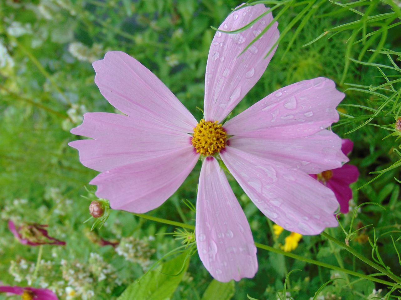 after the rain  wet flower  nature free photo