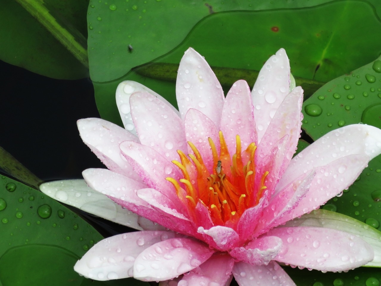 after the rain gives lotus summer lotus free photo