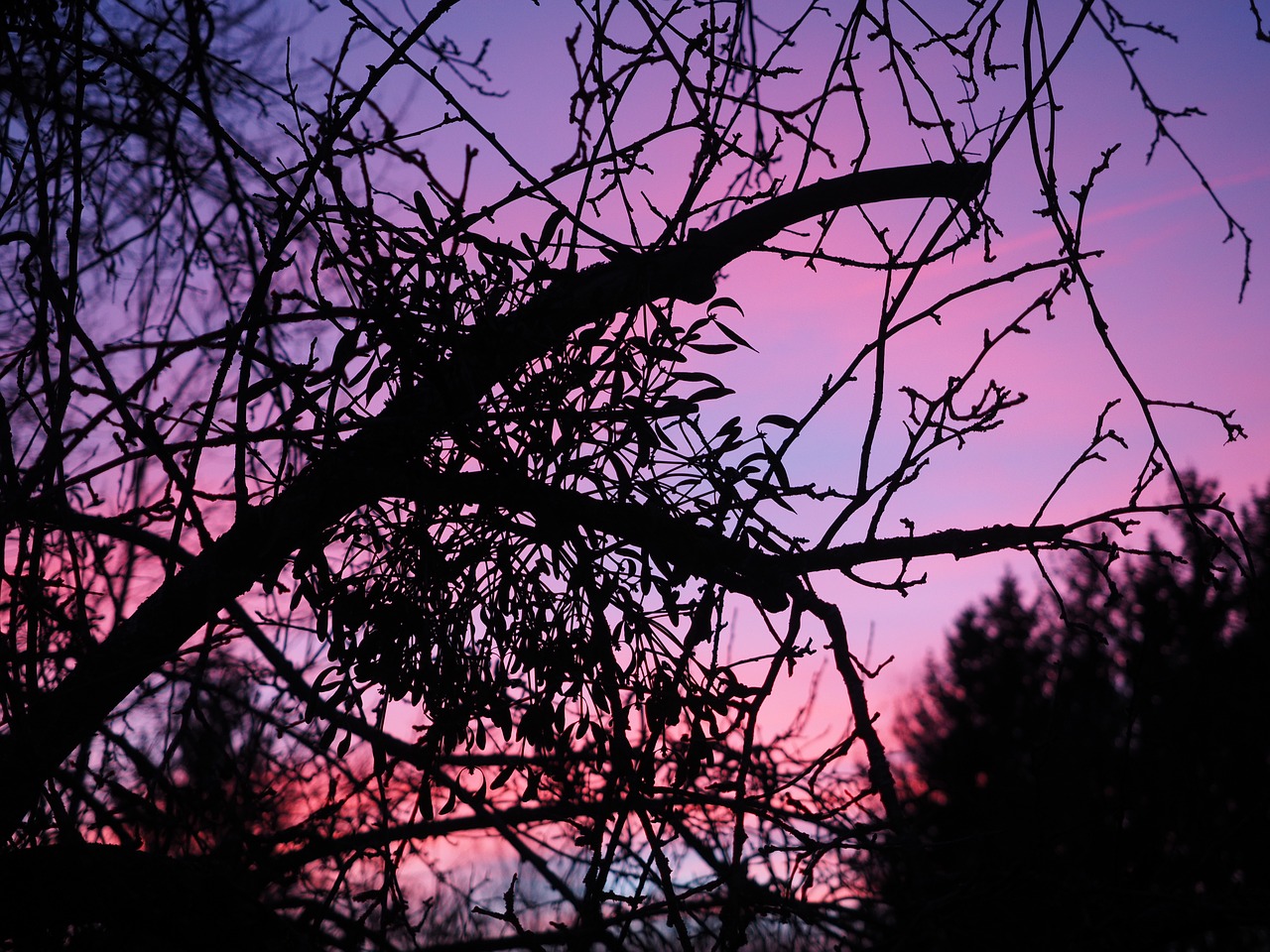 afterglow mistletoe evening free photo