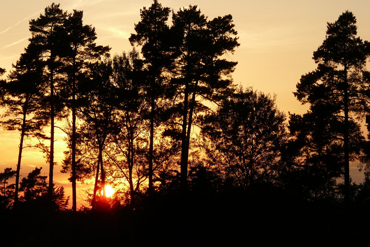 afterglow trees sky free photo