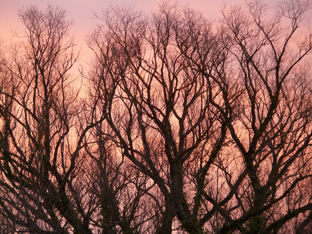 afterglow,trees,branches,aesthetic,nature,landscape,sky,sunset,red,pink,free pictures, free photos, free images, royalty free, free illustrations, public domain