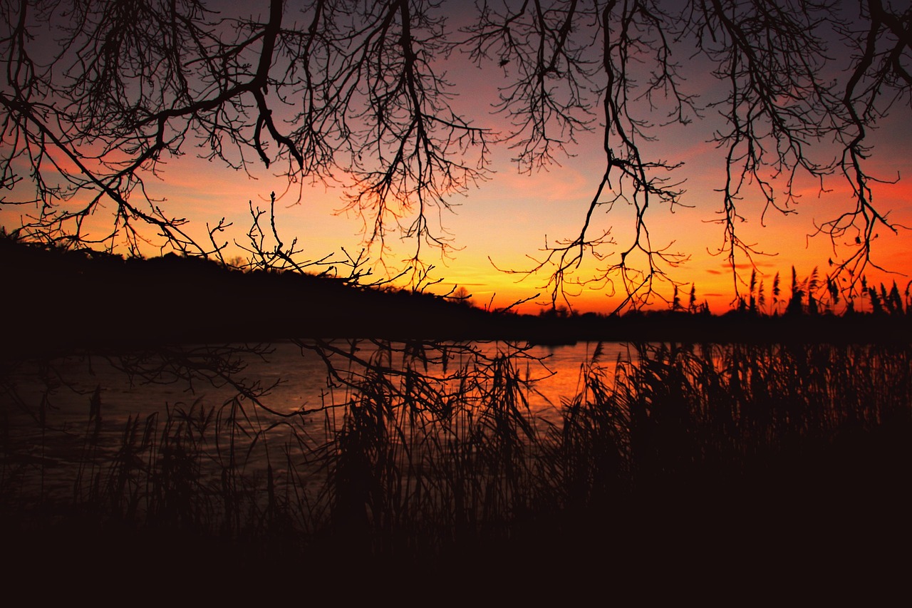 afterglow sunset reed free photo