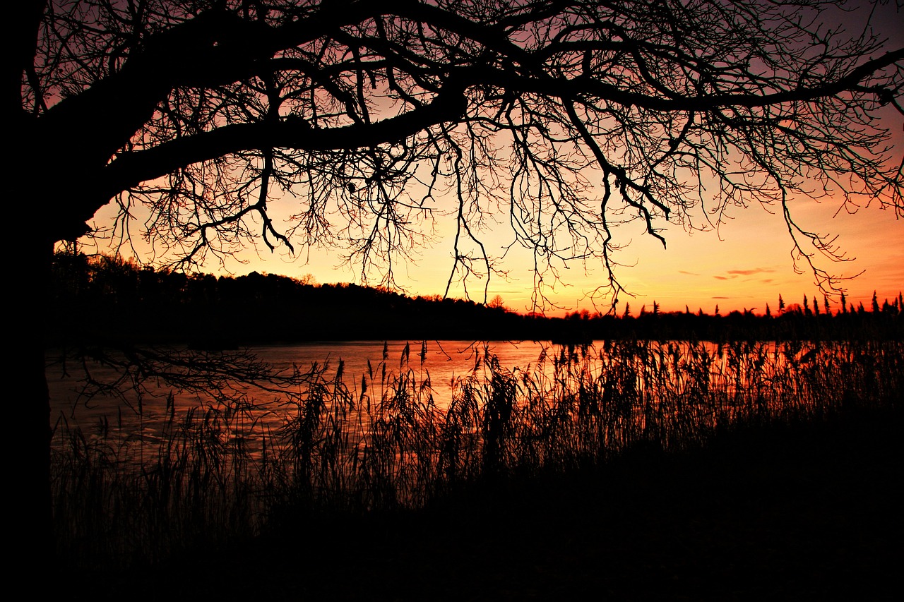 afterglow sunset reed free photo