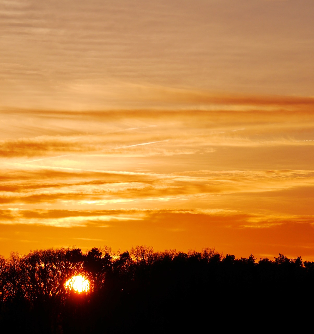 afterglow mood forest free photo