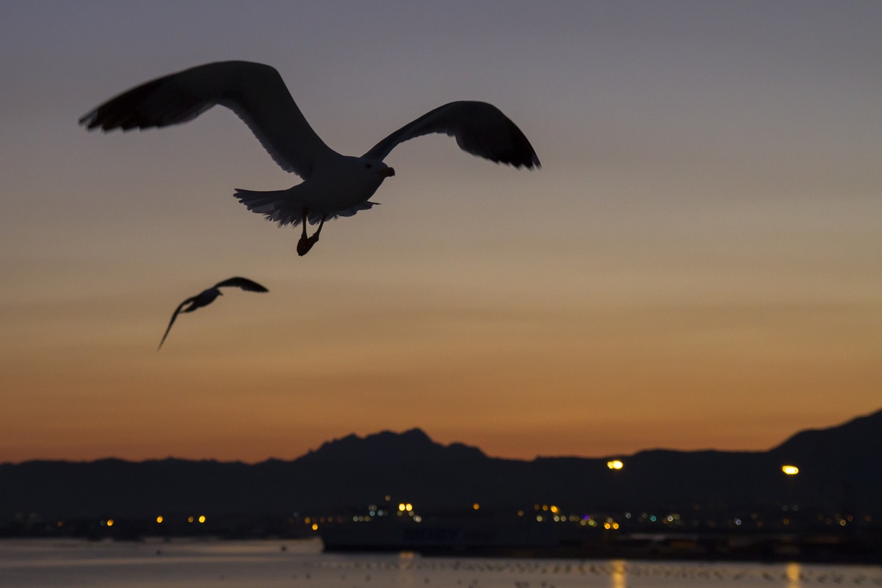 afterglow gulls contour free photo