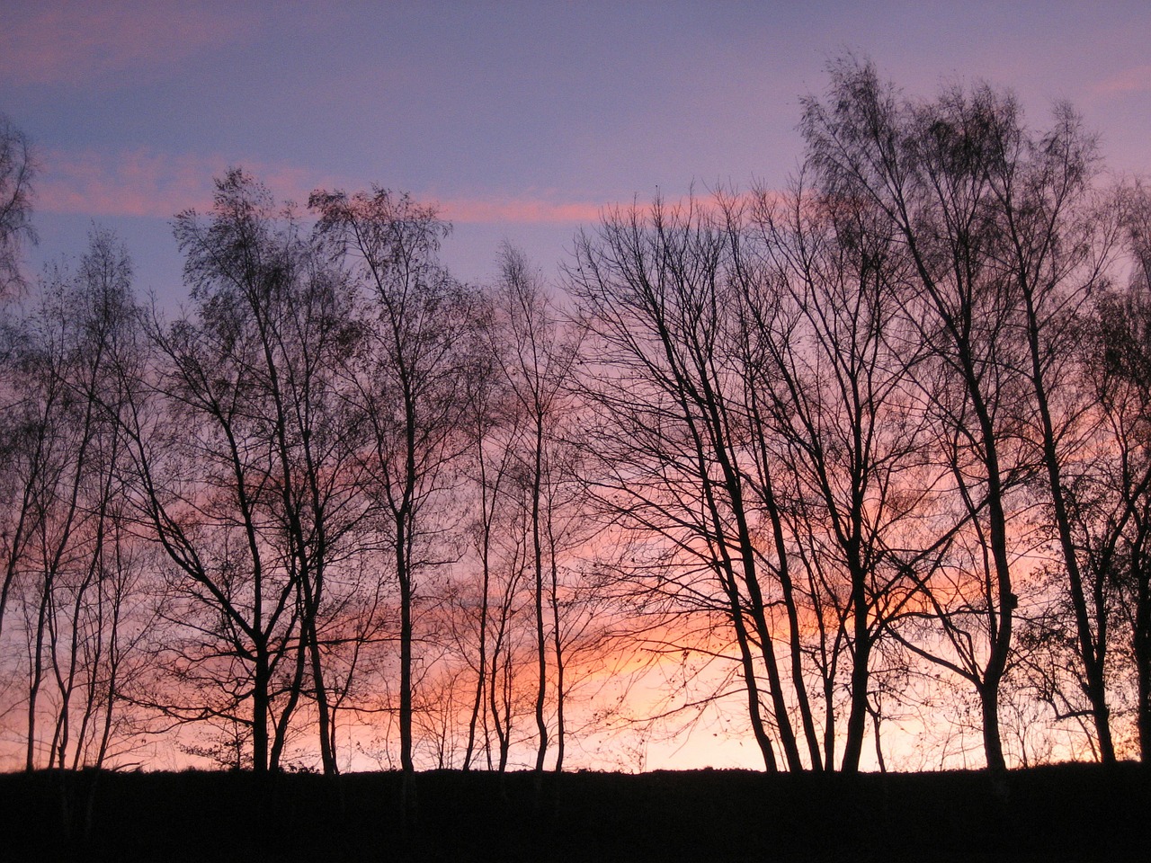 afterglow forest tree free photo