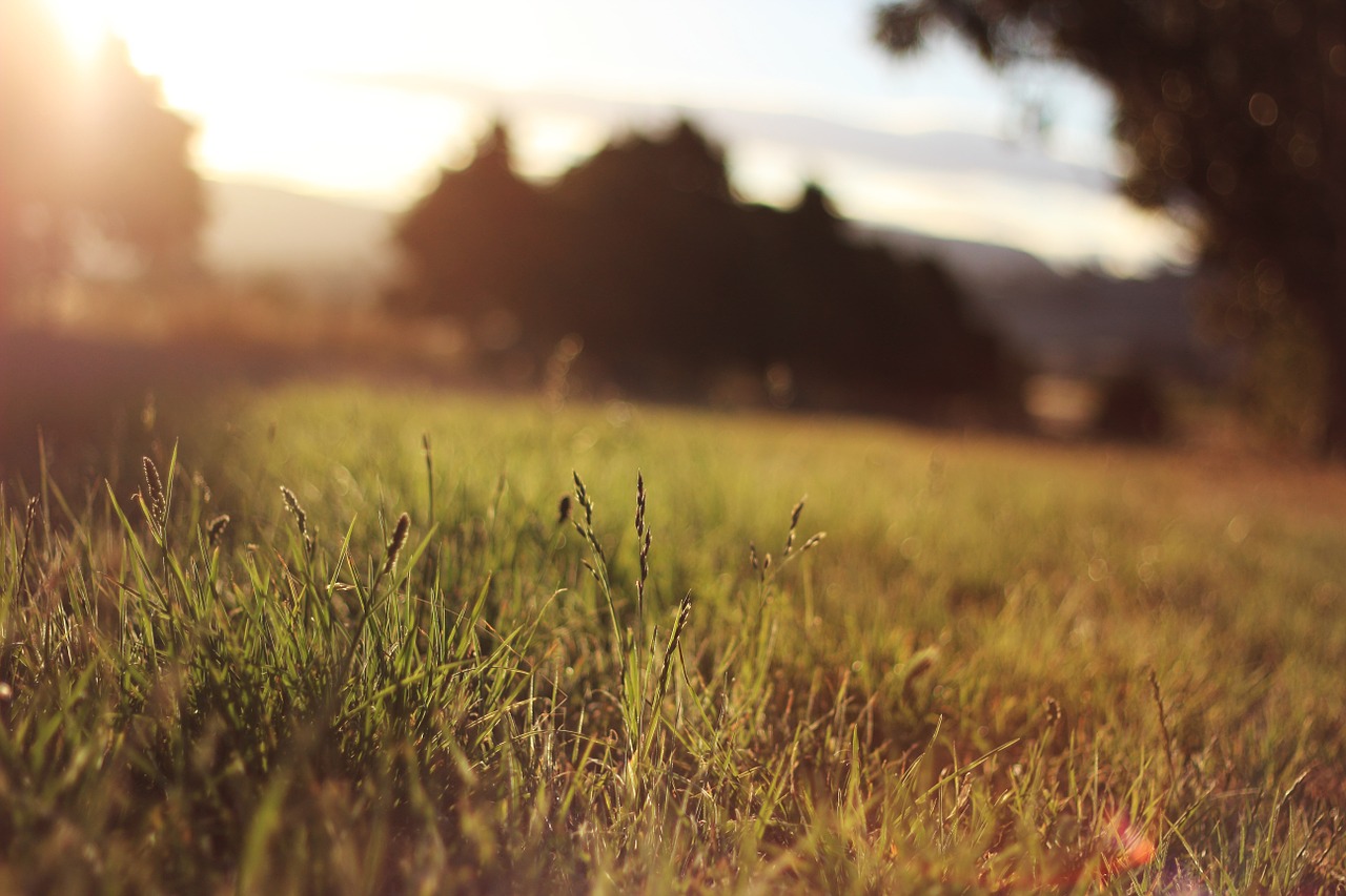 afternoon sunset grass free photo