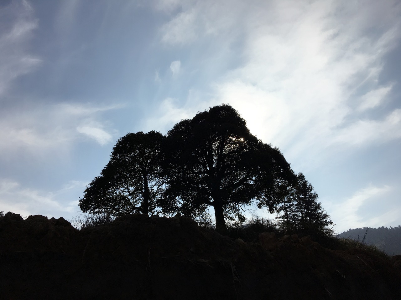 afternoon sun big trees shadow free photo