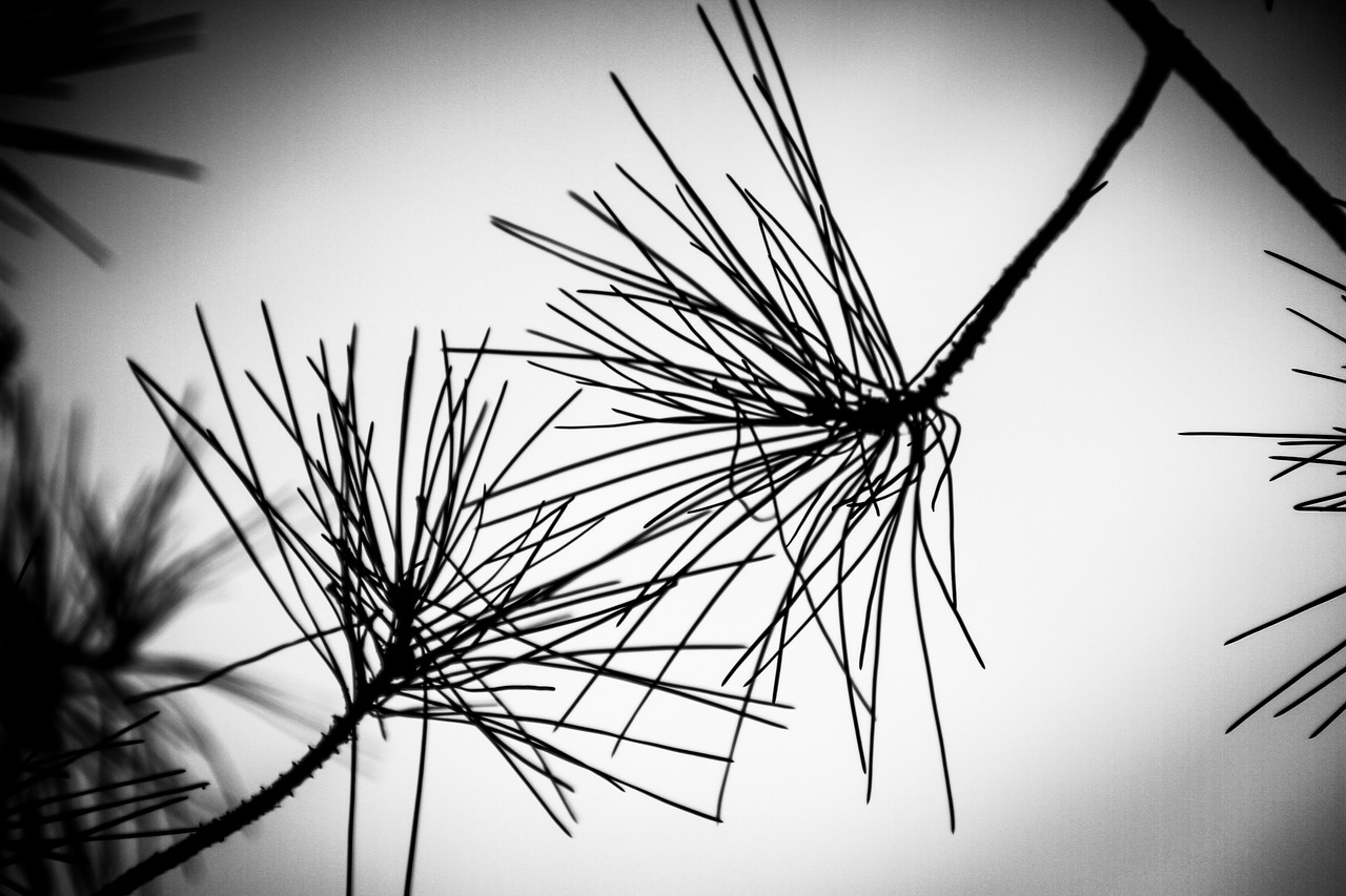 against day pine branches free photo