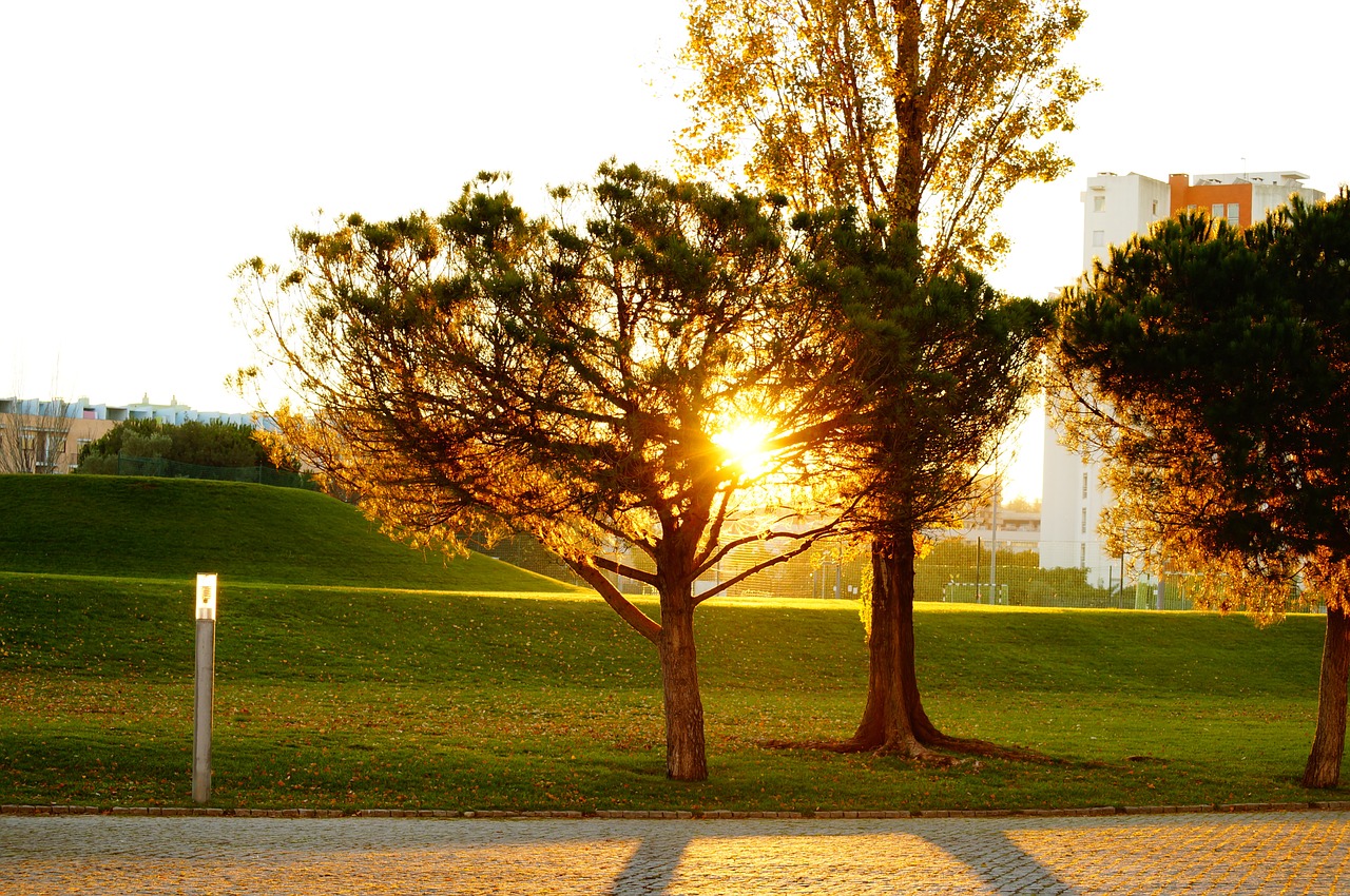 against light tree sunset free photo