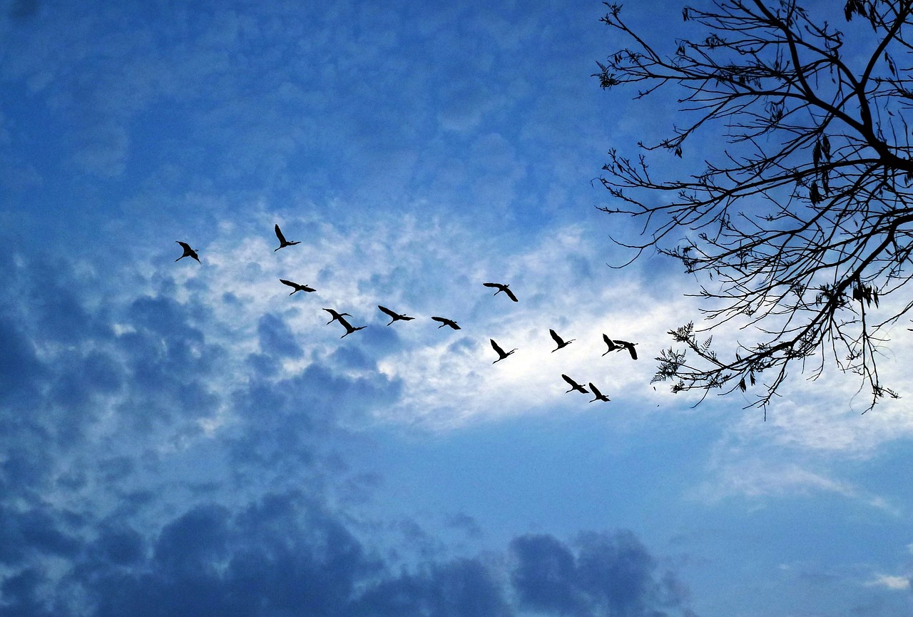 against light clouds west free photo