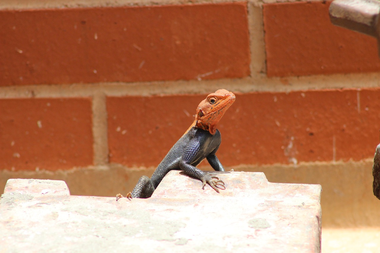 agama lizard animal free photo