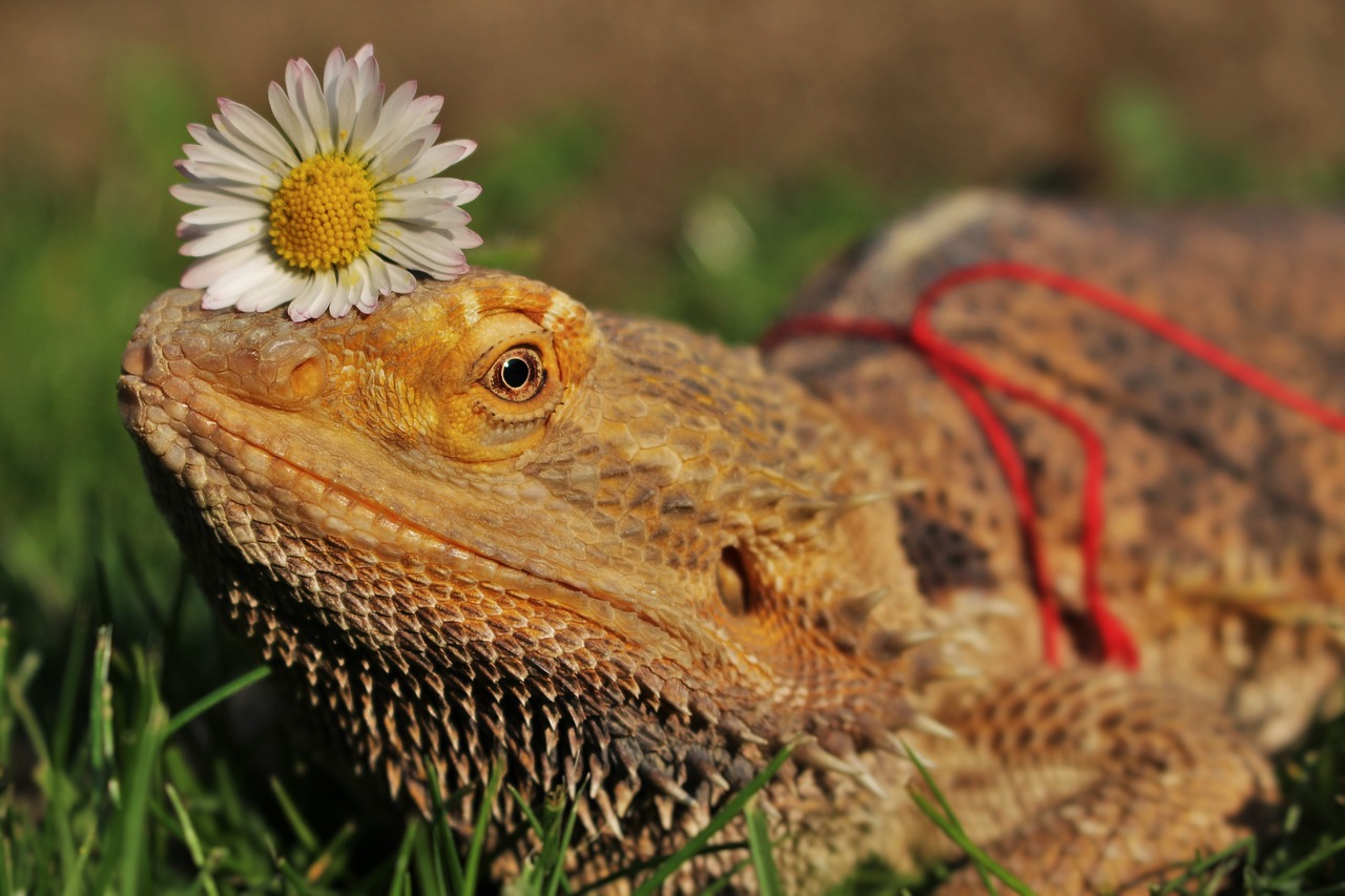 agama  animal  reptile free photo