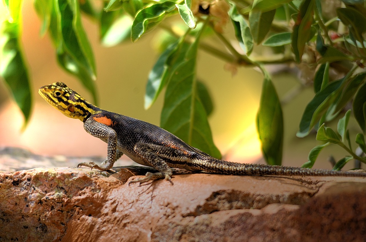 agame lizard shed lizard free photo