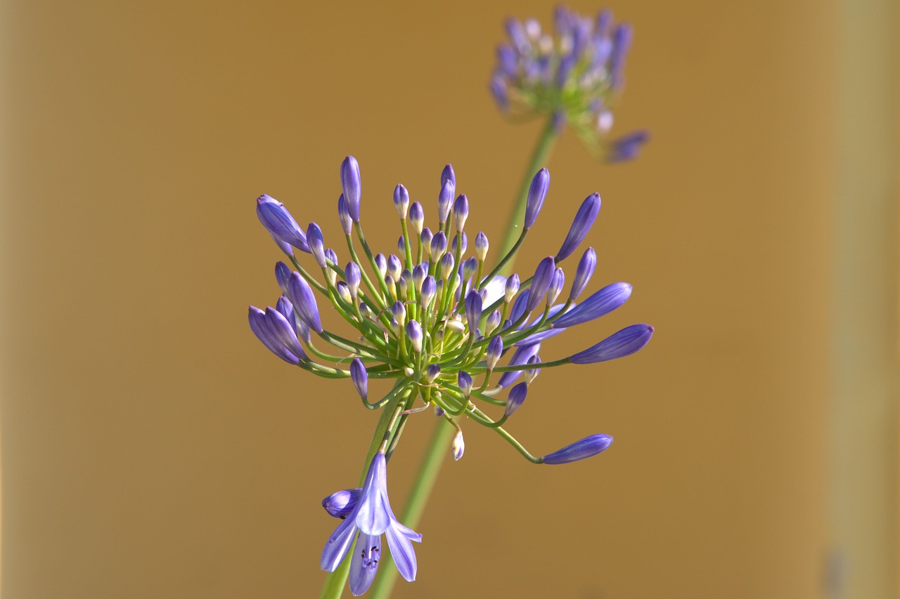 agapamptus  flower  blossom free photo