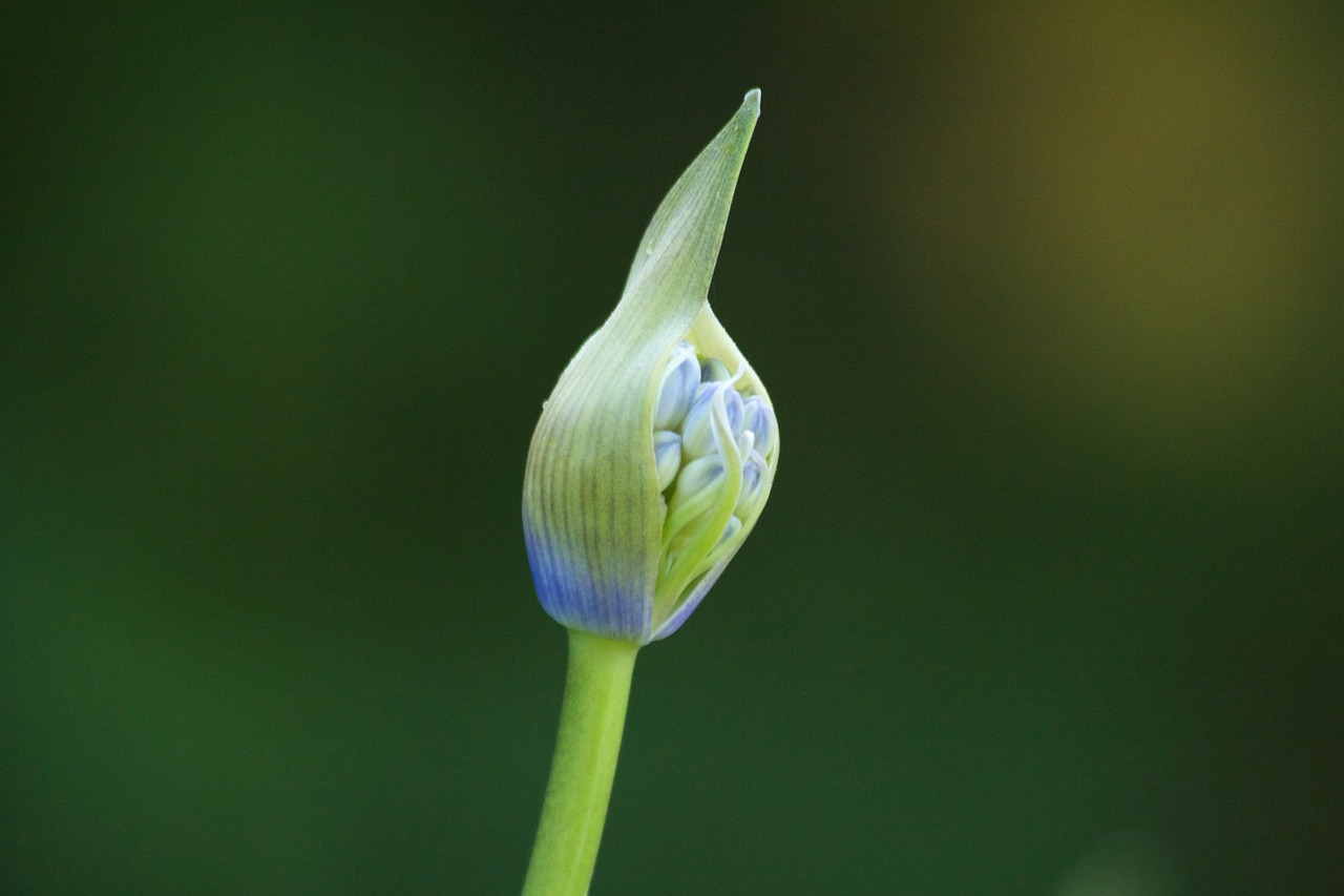 agapanthus inflorescence flora free photo