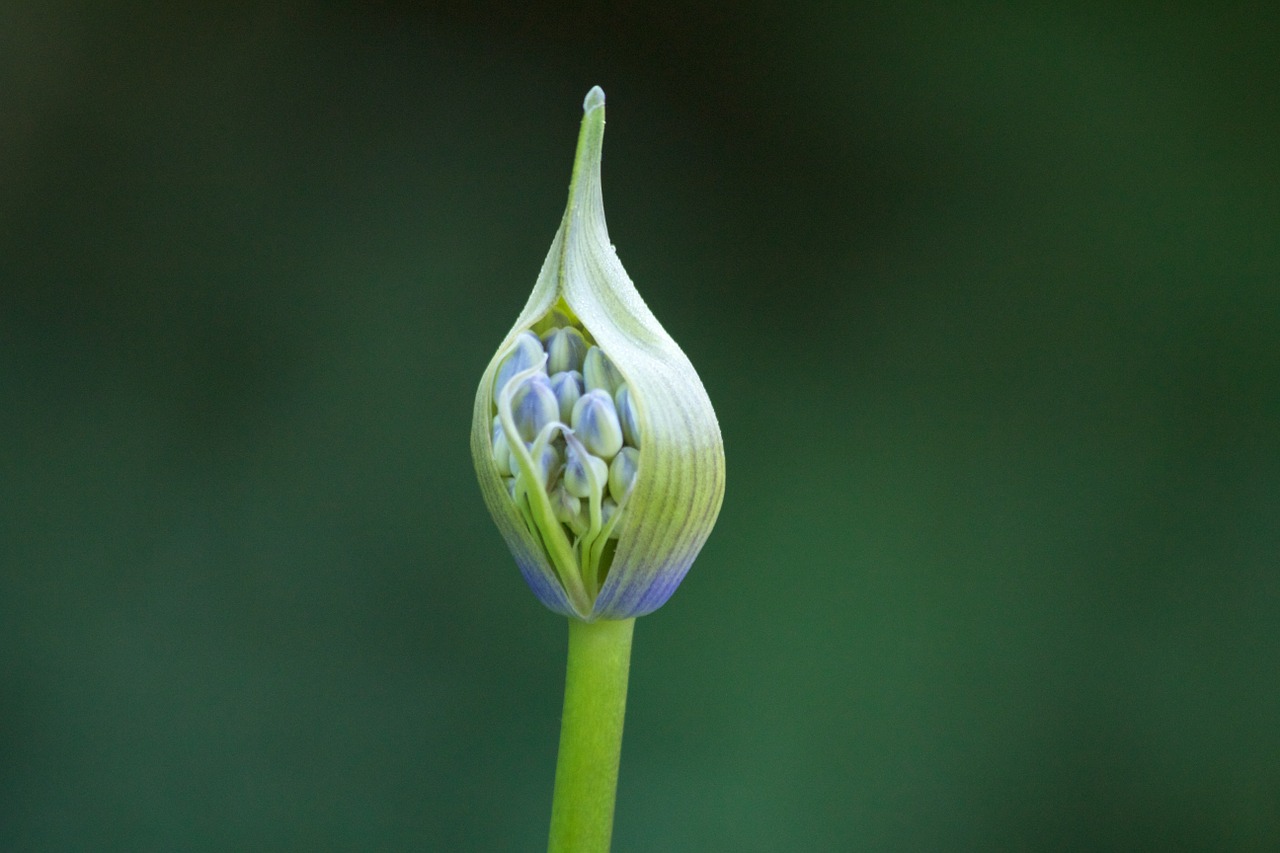 agapanthus inflorescence flora free photo