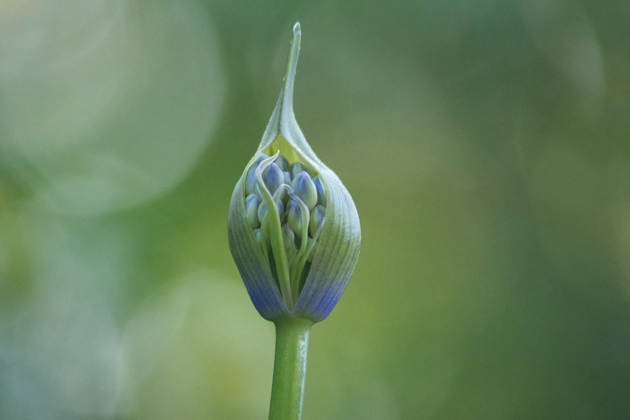 agapanthus inflorescence flora free photo