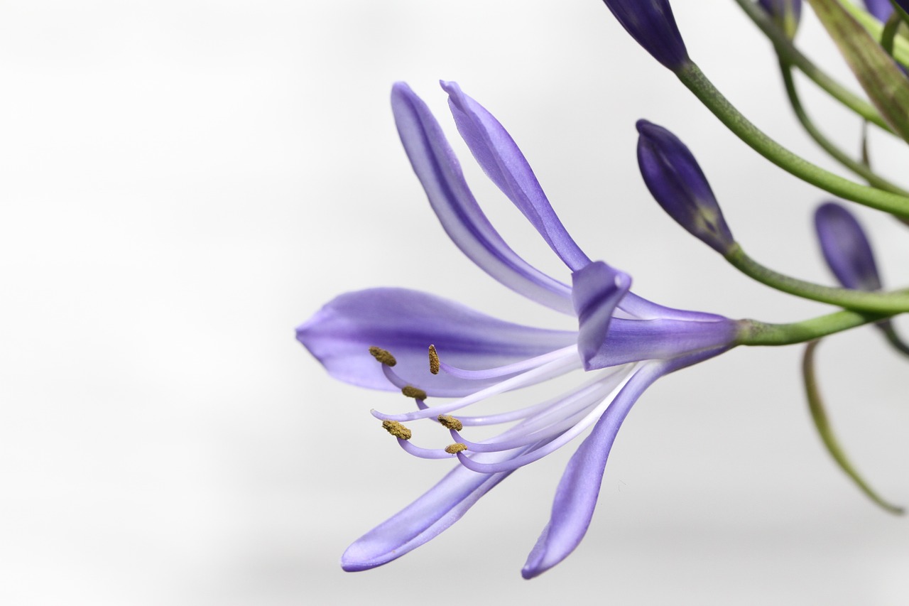 agapanthus agapanthus africanus blossom free photo