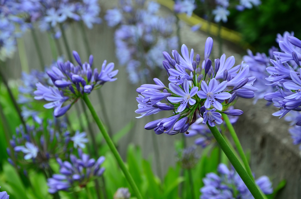agapanthus lily blue lily free photo