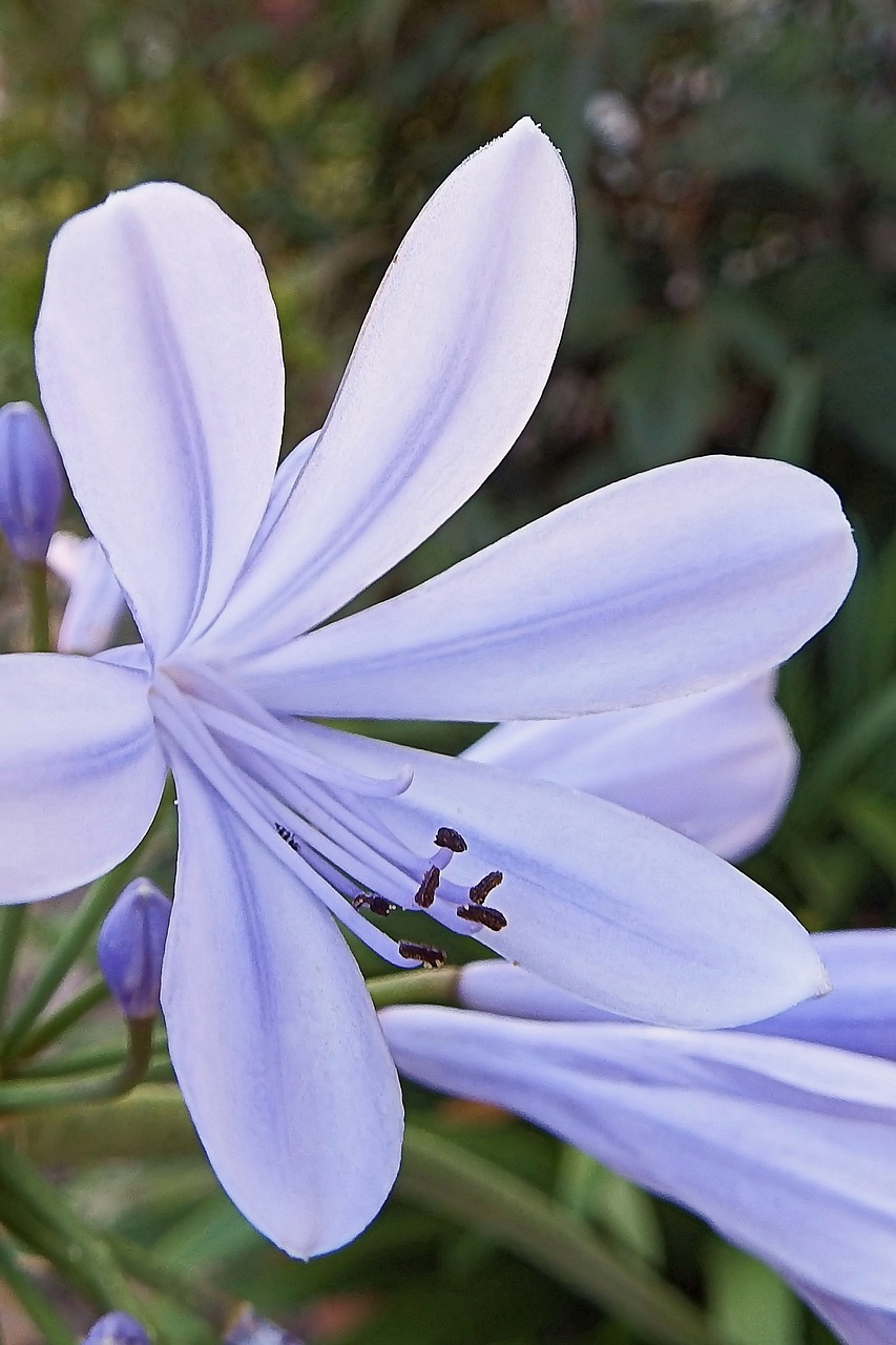 agapanthus blue blossom blossom free photo