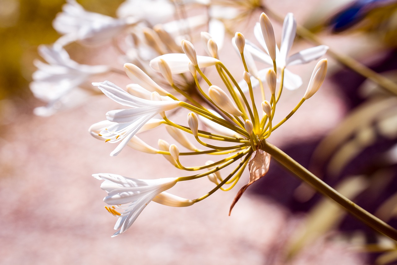 agapanthus white white jewelry lily free photo