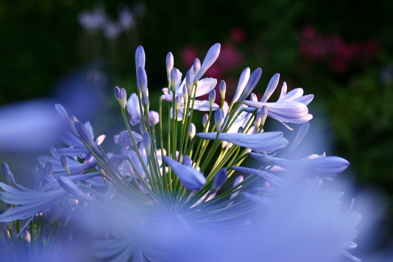 agapanthus plant flower free photo